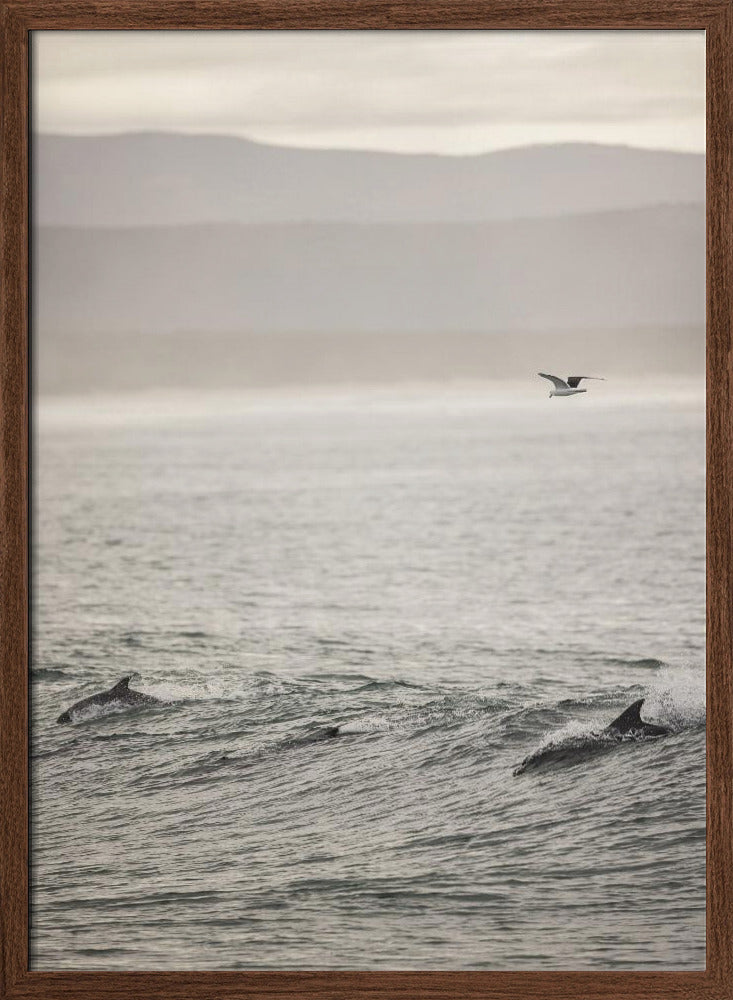 Dolphin Poster